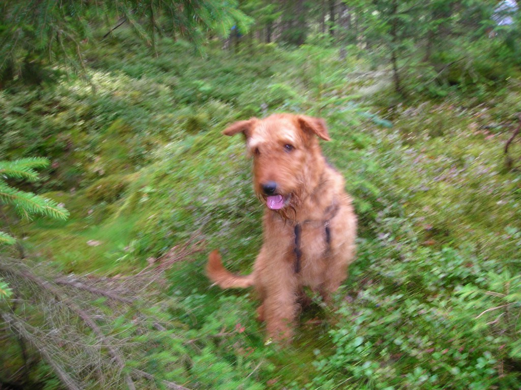 Skogen 003